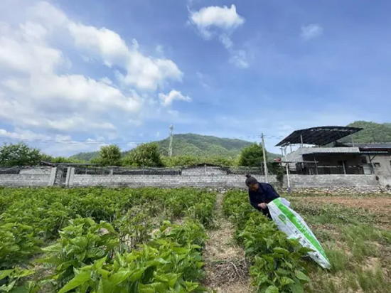 村民采摘饲草。