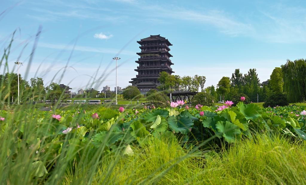 图为陕西省汉中市天汉湿地公园内盛开的荷花(6月23日摄)。新华社记者 蔡湘鑫 摄
