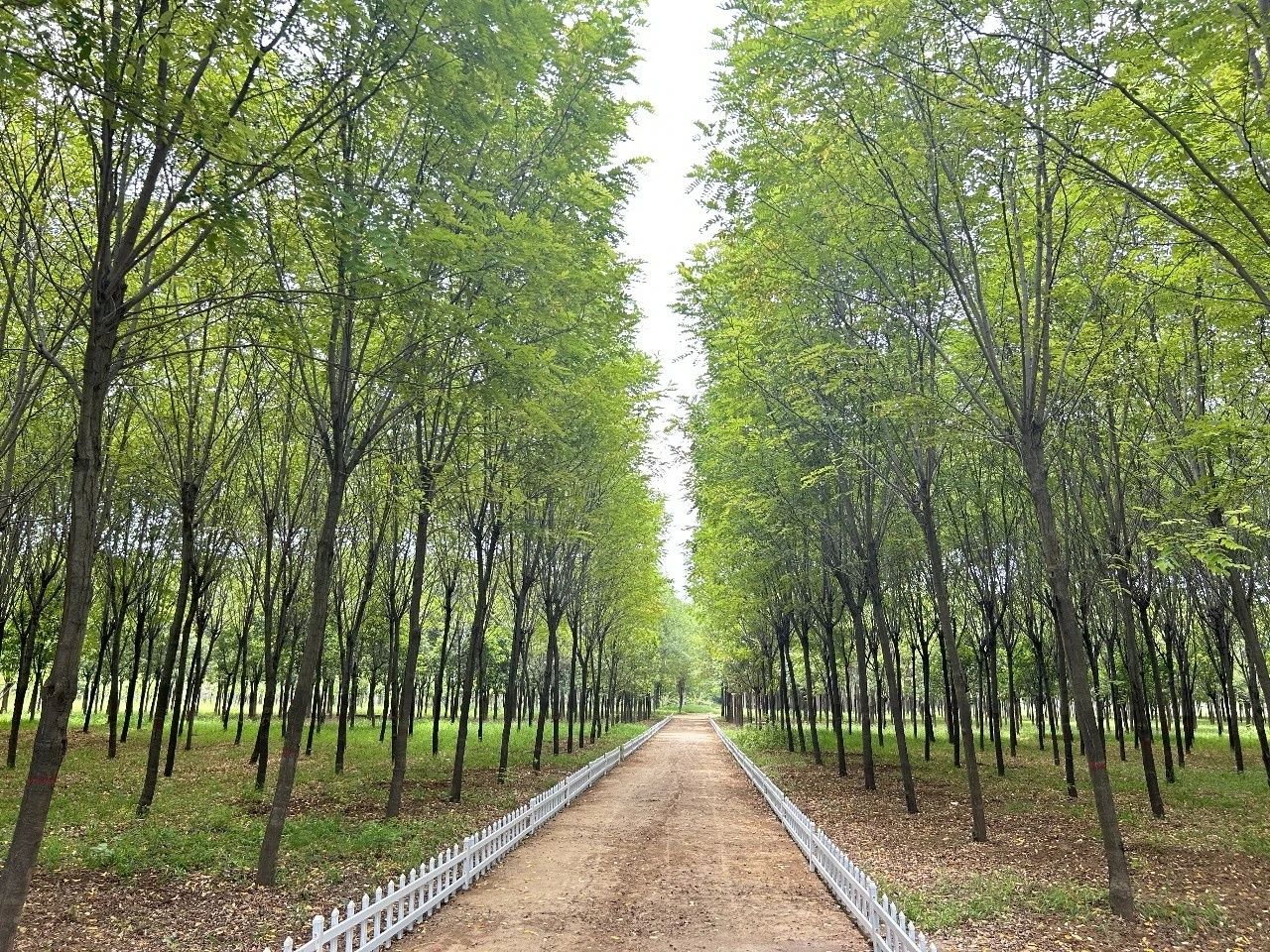 城北防护林(康养林)绿化成效