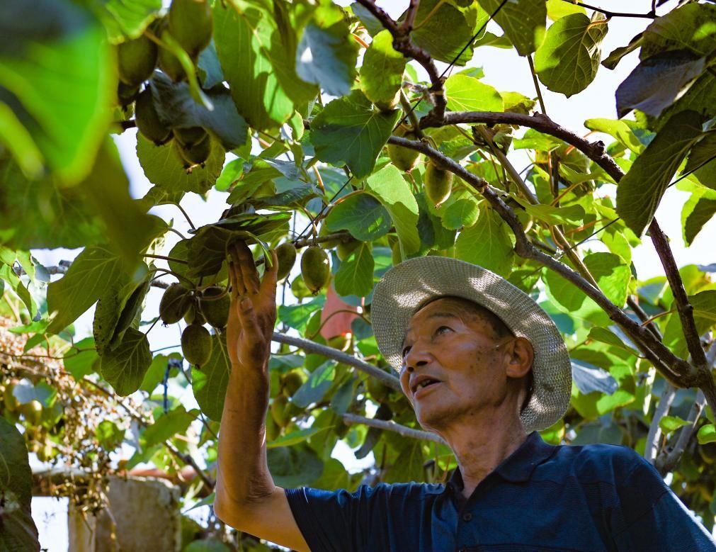 6月24日，在眉县横渠镇一猕猴桃种植基地，果农在查看猕猴桃长势。新华社记者 蔡湘鑫 摄