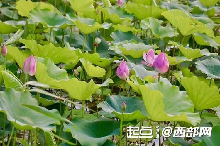 渭河咸阳段综合治理后,渭河边盛开的荷花。