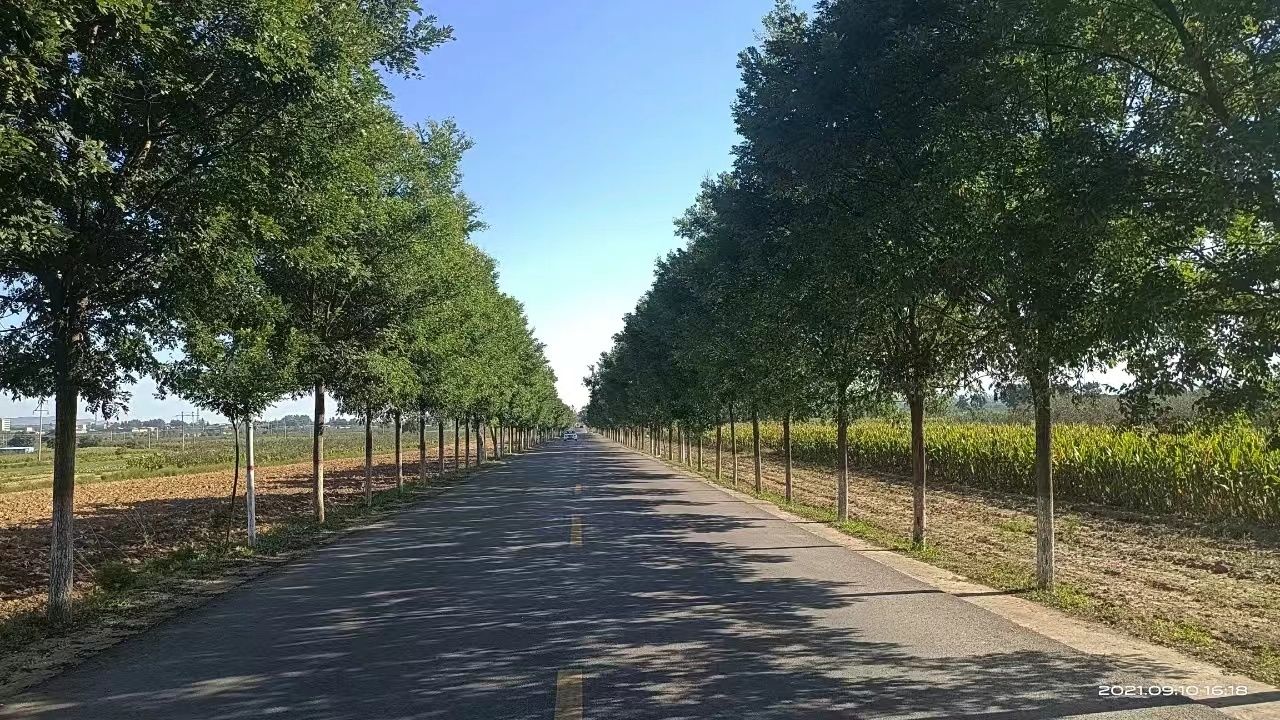 乡村道路绿化
