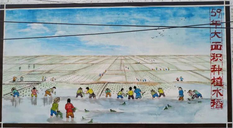 1959年大面积种植水稻