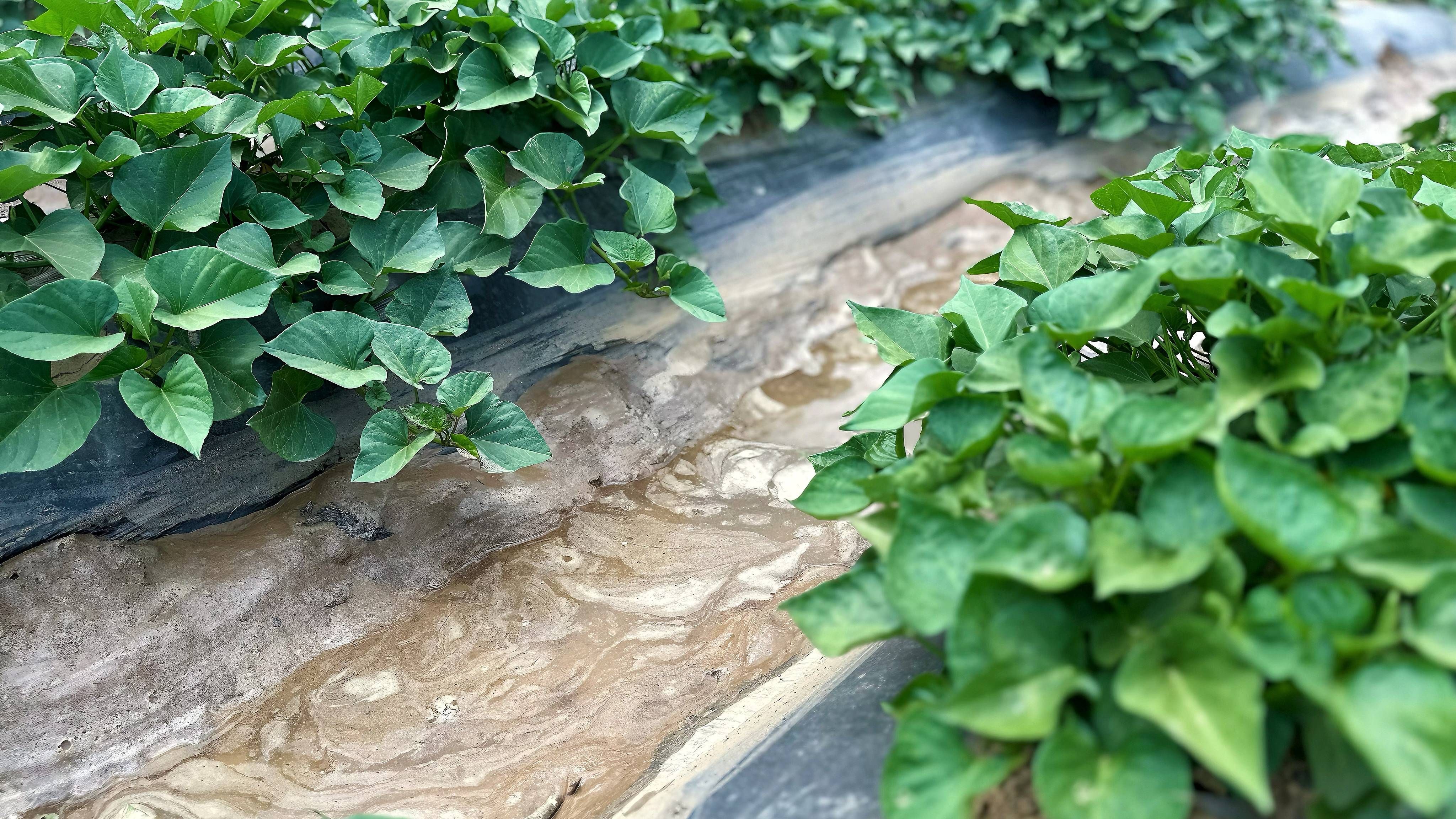 水润红薯苗,有效缓解干旱