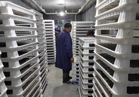 标准化养蚕。