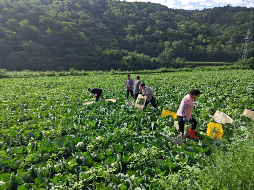 村民们采收甘蓝