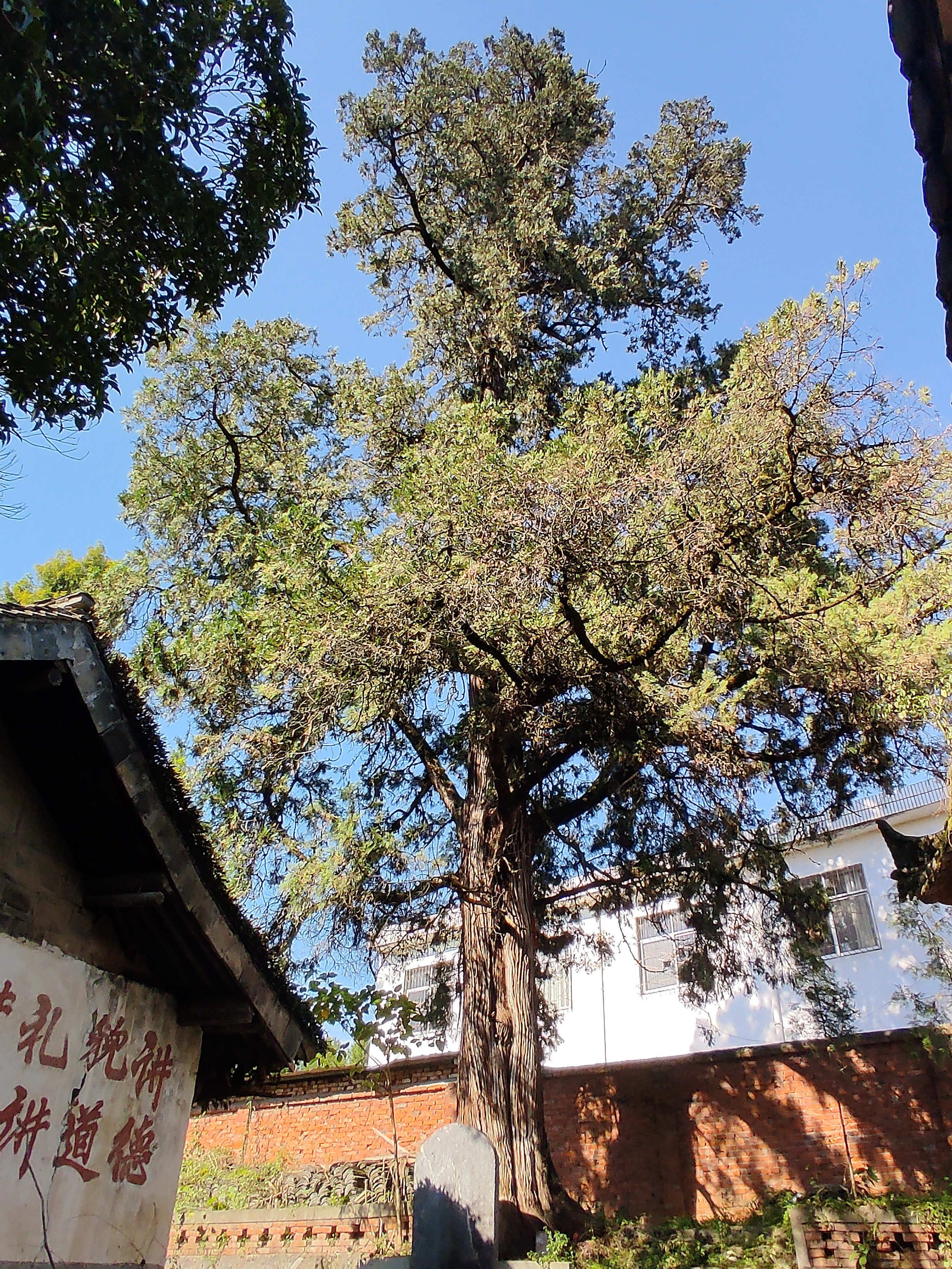陕西洋县纸坊街道清凉村清凉寺古侧柏。
