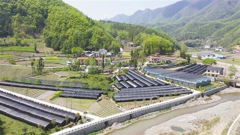 镇坪县华坪镇黄连标准化种植基地