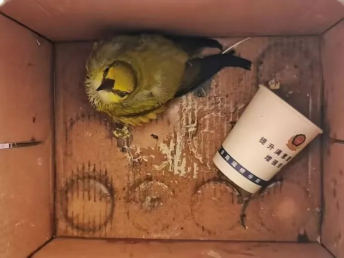 黄雀雏鸟
