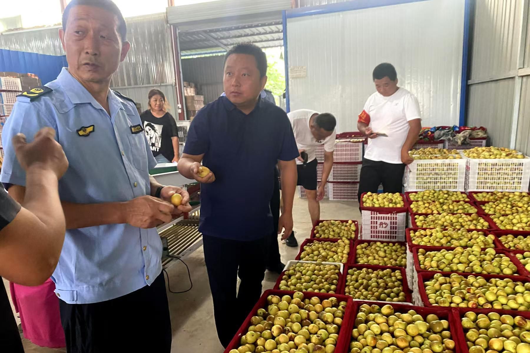 工作人员重点对收购冬枣的农药残留及摘青上市等进行了细致检查