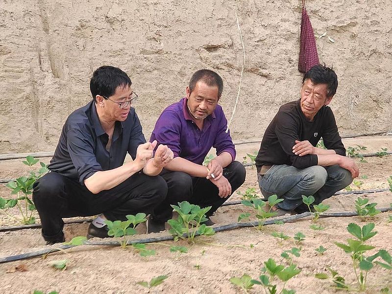 杨晓明在田间进行技术指导