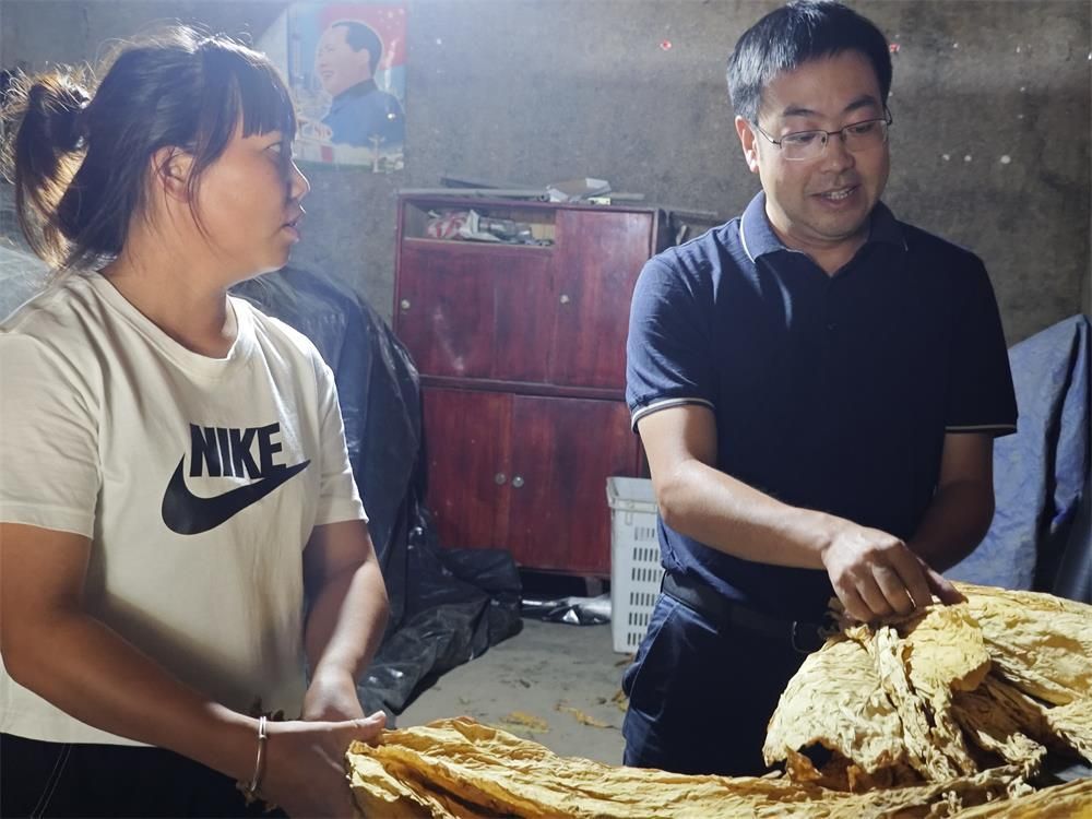 烤出的“黄金叶”