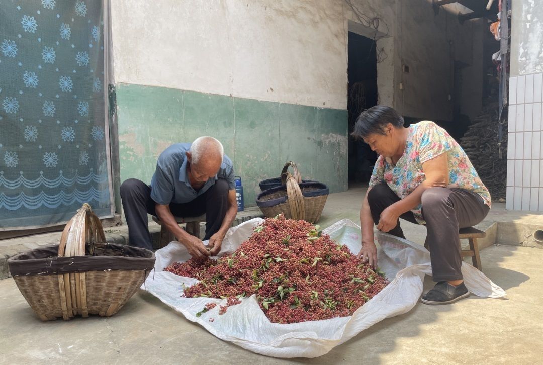 椒农将花椒和椒叶分开