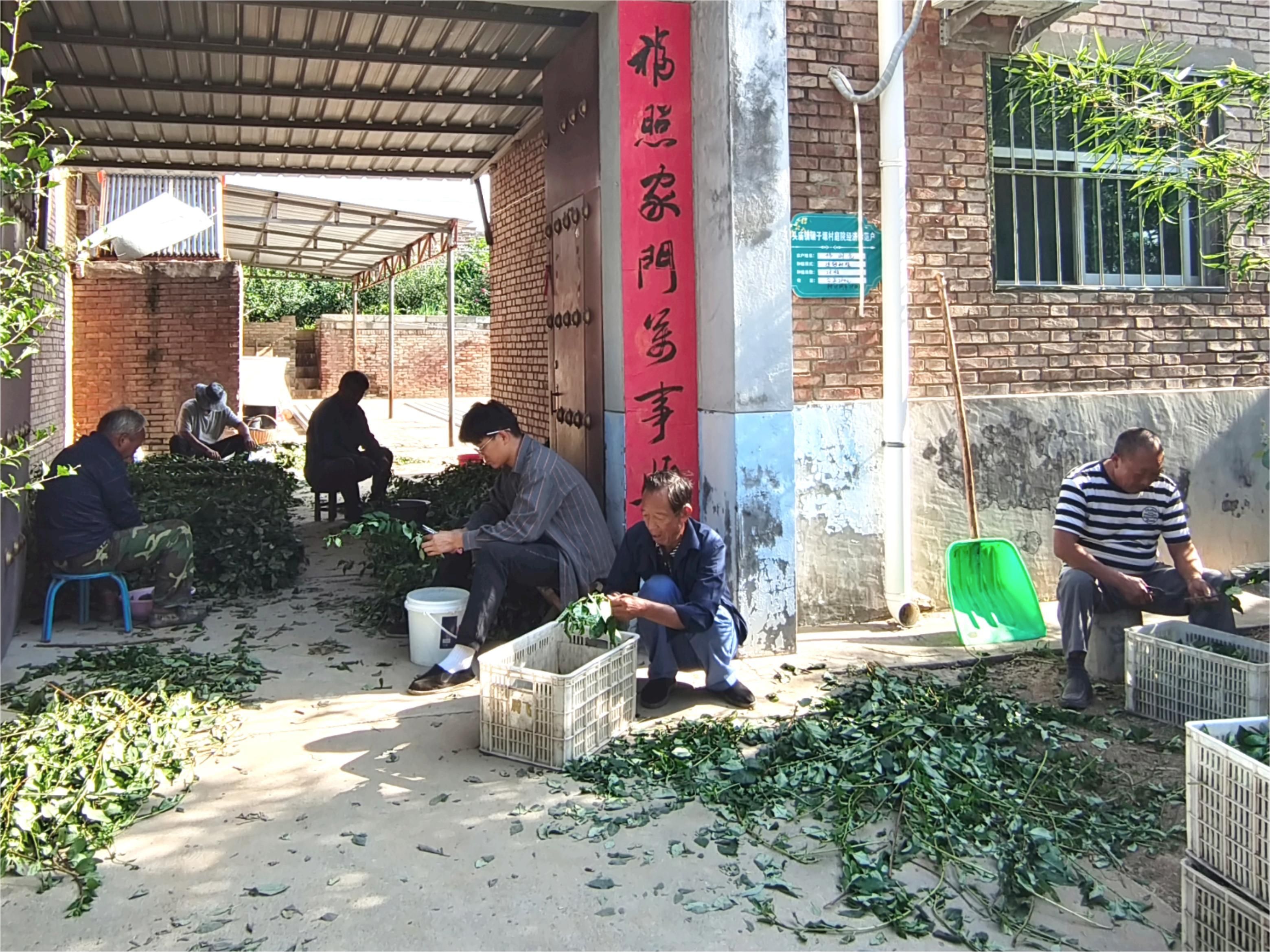 修剪连翘枝条