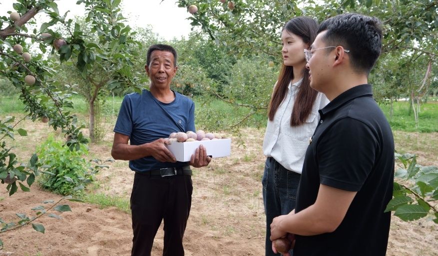 种植户介绍杏李的情况