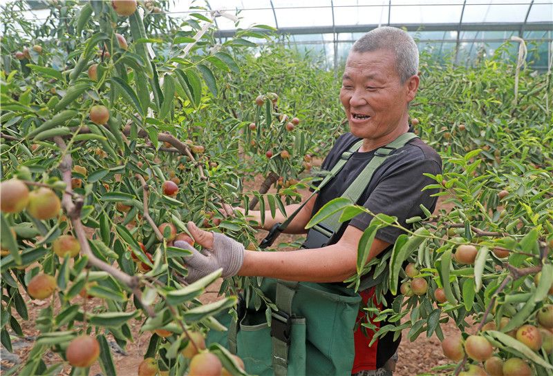 果农正在采摘冬枣