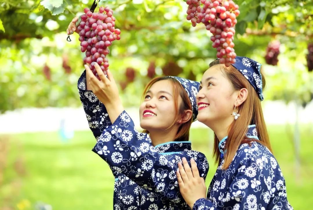 串串葡萄惹人爱