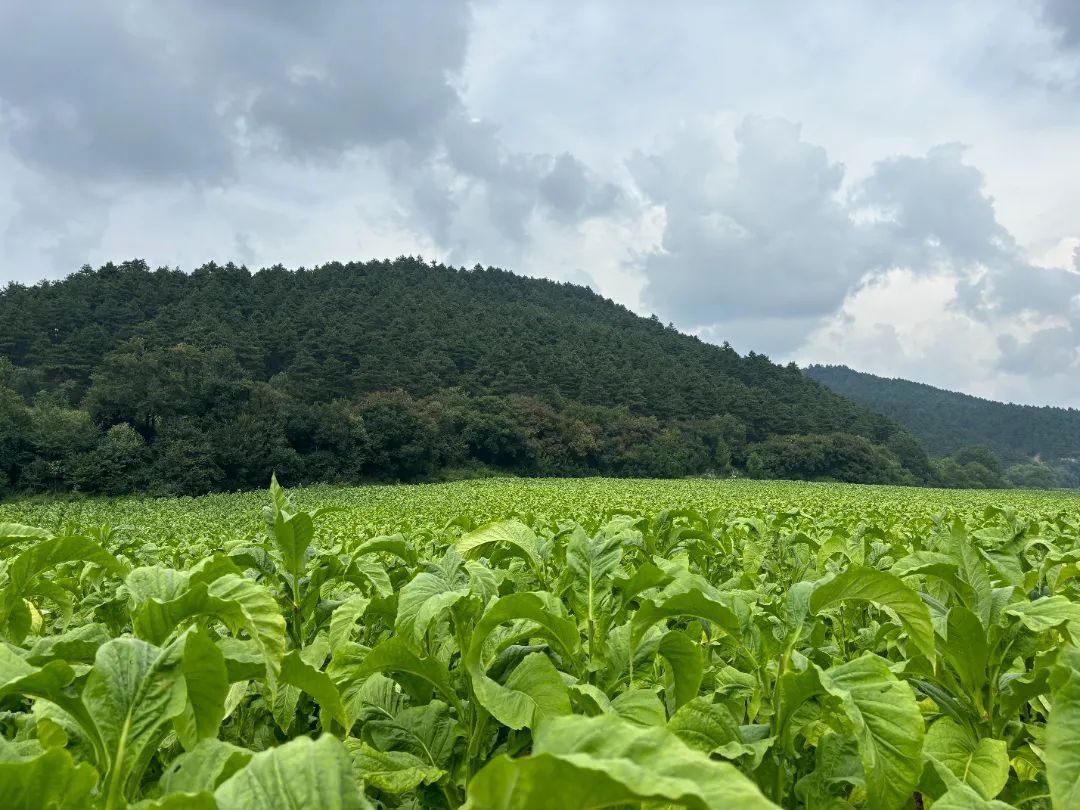 白城桥村烤烟田