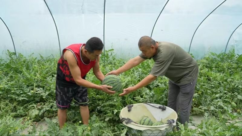 果农正在采摘西瓜