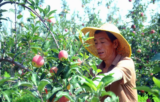 村民正在采摘苹果。