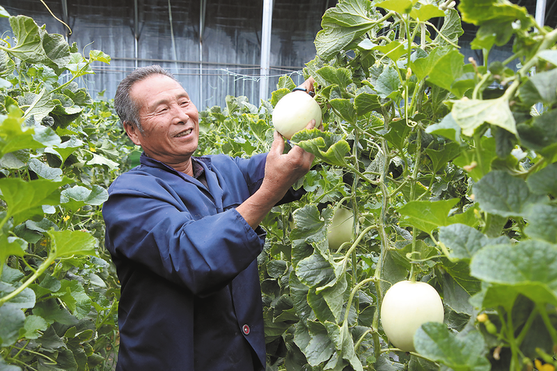 6月9日,富平县张桥镇数字化甜瓜产业园内,种植户正在采摘甜瓜。
