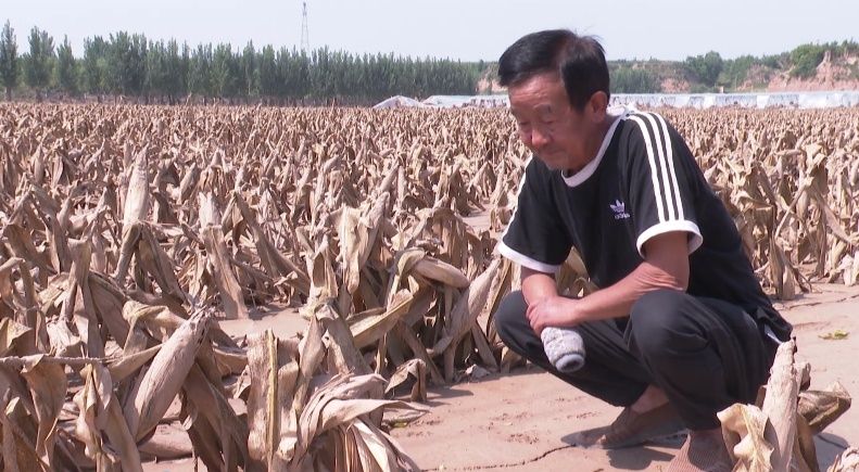孙镇直乐村村民李广华的受灾玉米地