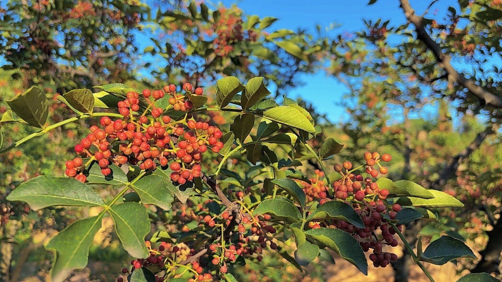一簇簇花椒饱满鲜亮