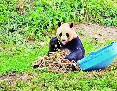 秦岭中的大熊猫 记者邹晓菁 摄 光明图片