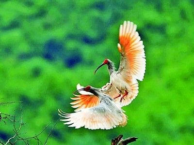 秦岭中的朱鹮赵纳勋 摄 光明图片