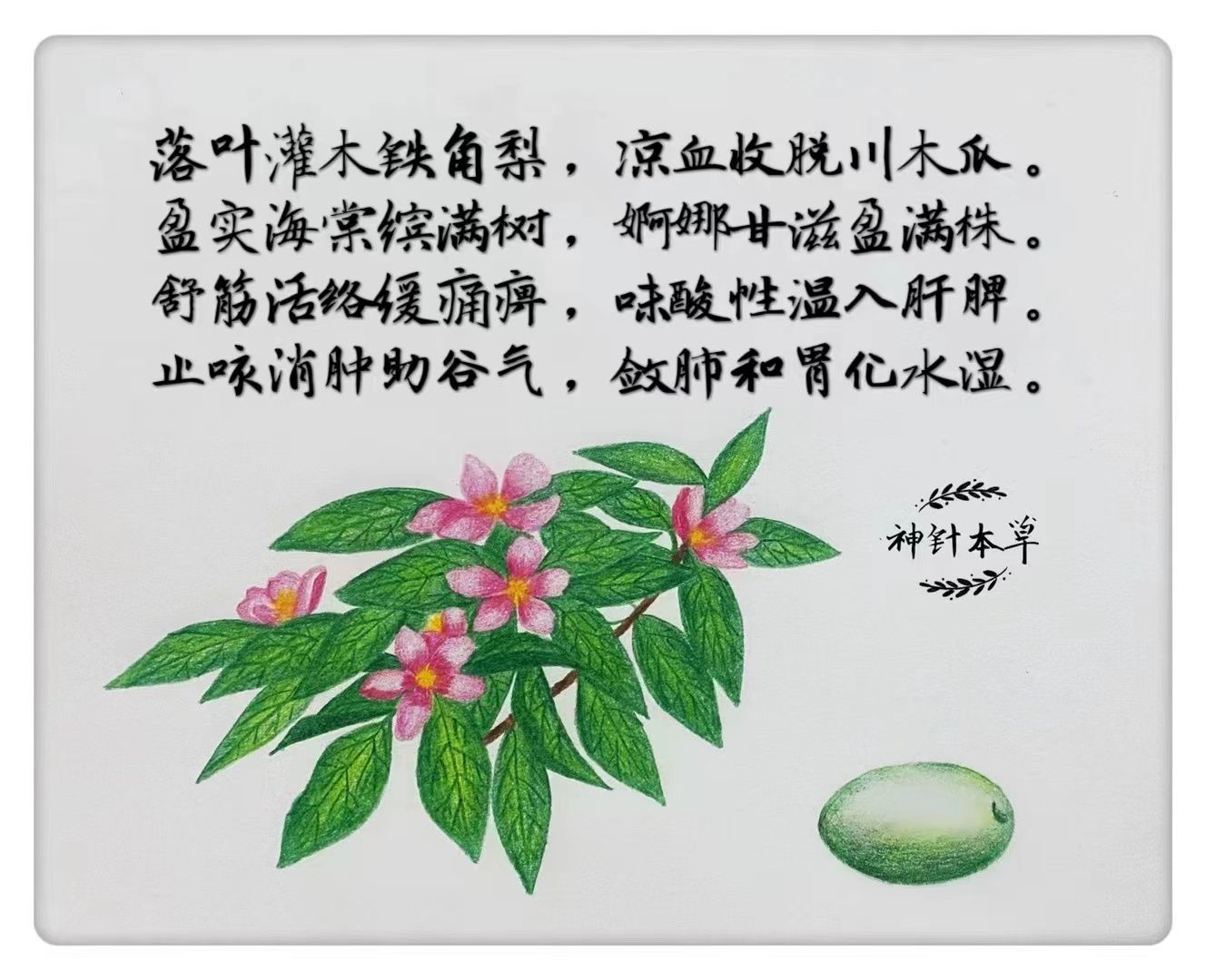 手绘木瓜。