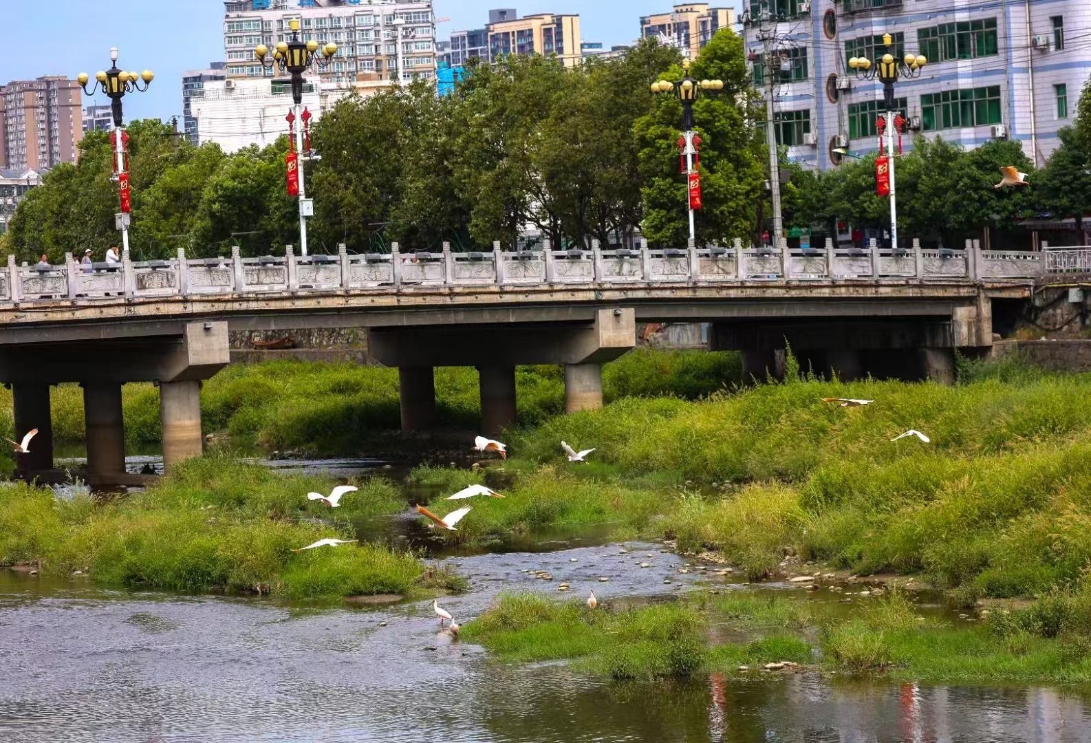 月河成为众多鸟类的栖息地