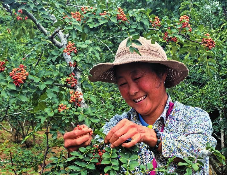 芝阳镇油庄村村民刘换侠正在采摘花椒（图片由赵静提供）
