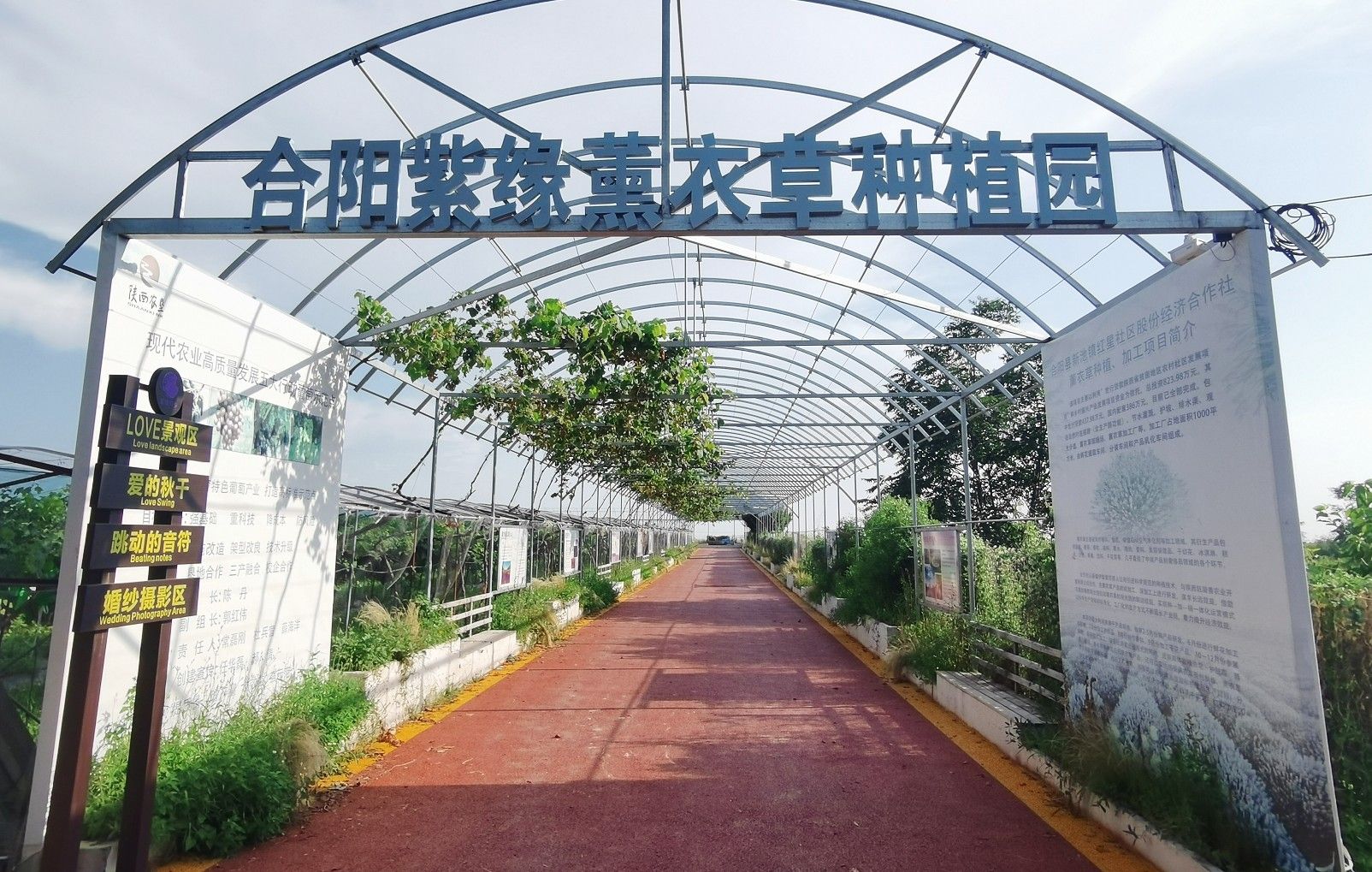 合阳紫缘薰衣草种植园