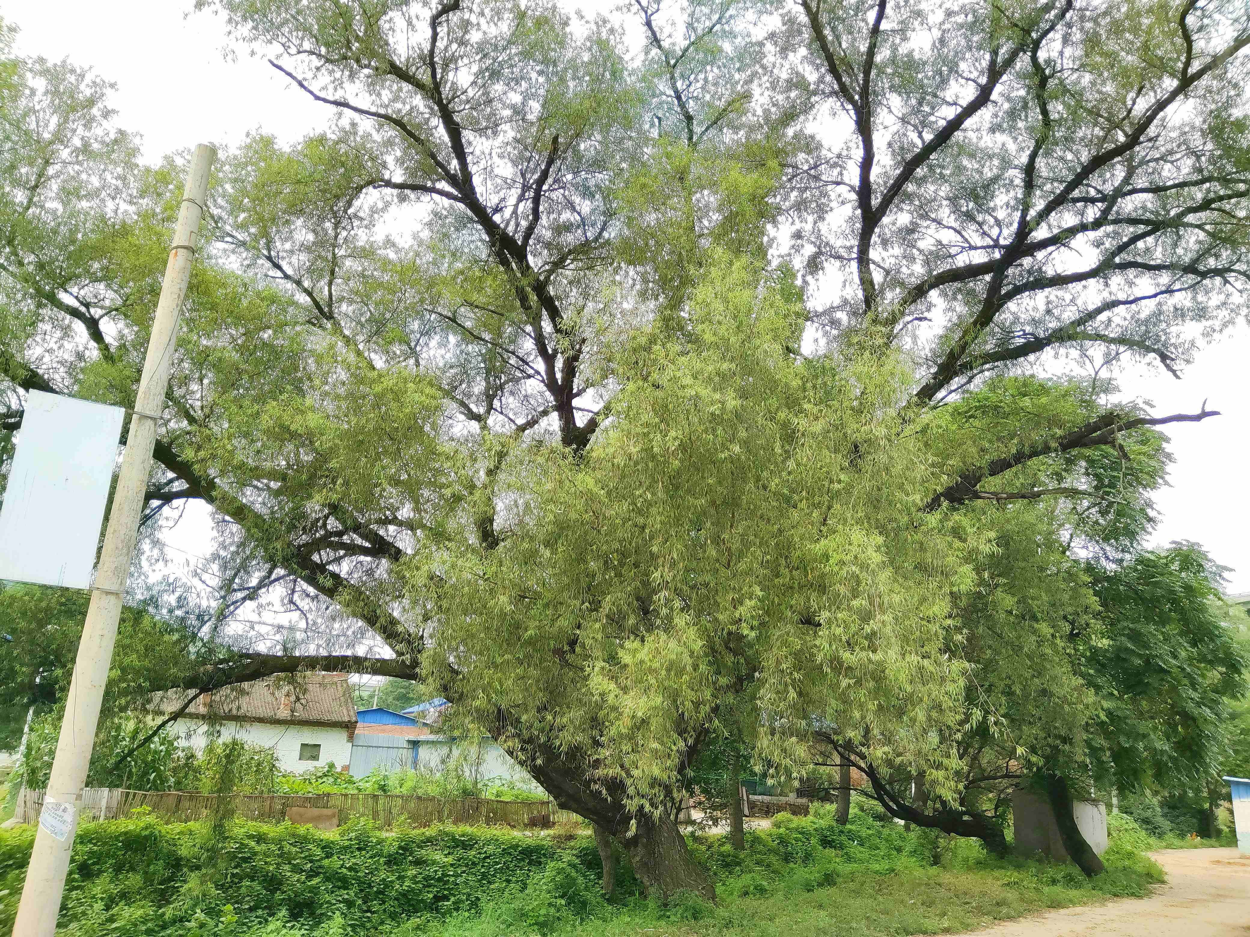 旱柳