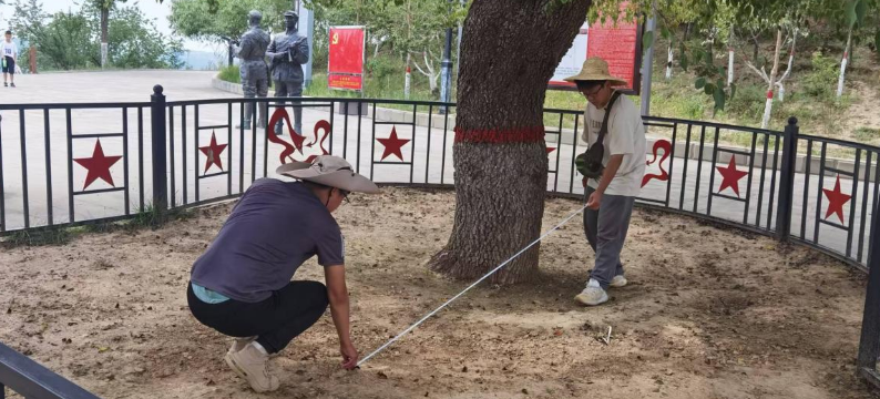 工作人员对古树进行详细勘查