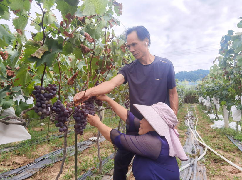陈卫平指导群众采摘葡萄 毕波波 摄