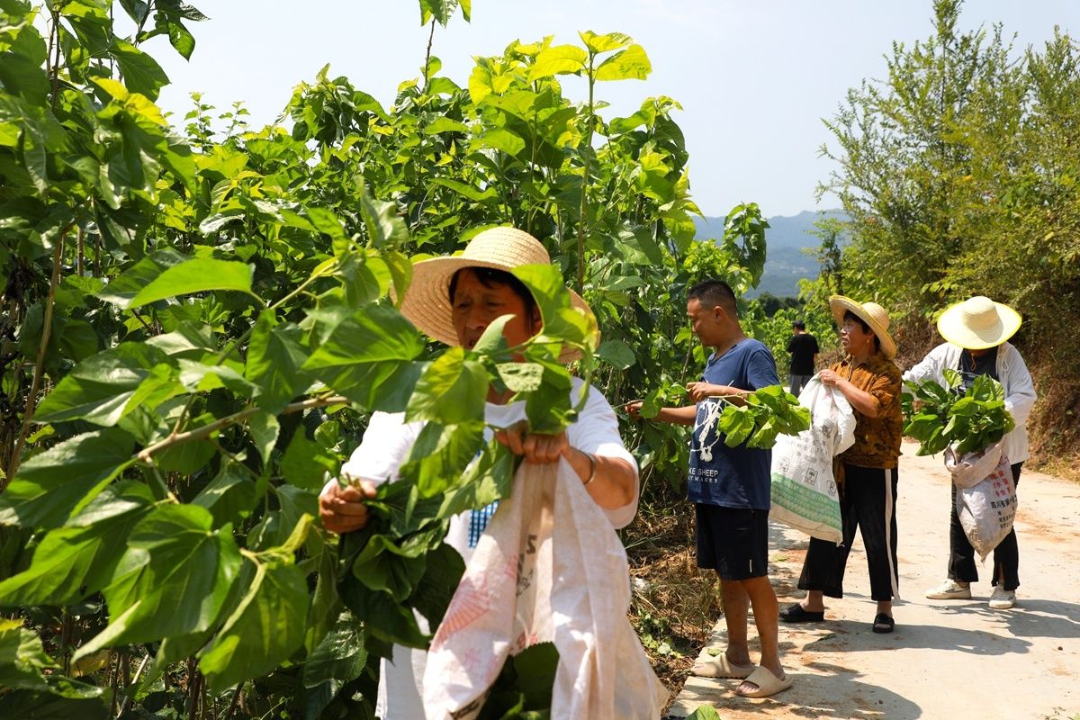 村民采摘桑叶