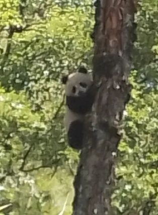 憨态可掬的大熊猫幼崽。