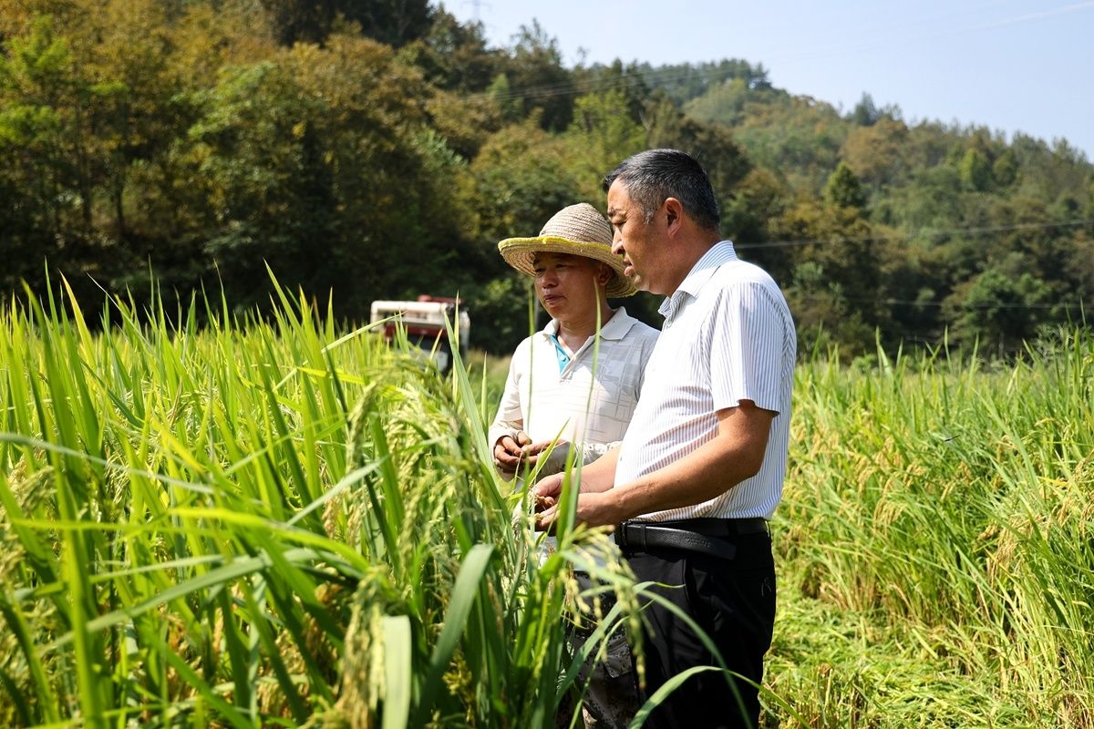 汉滨区农业技术干部指导农户适时收割水稻