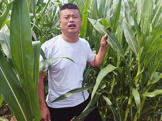 卢光荣展示虫害对玉米造成影响。