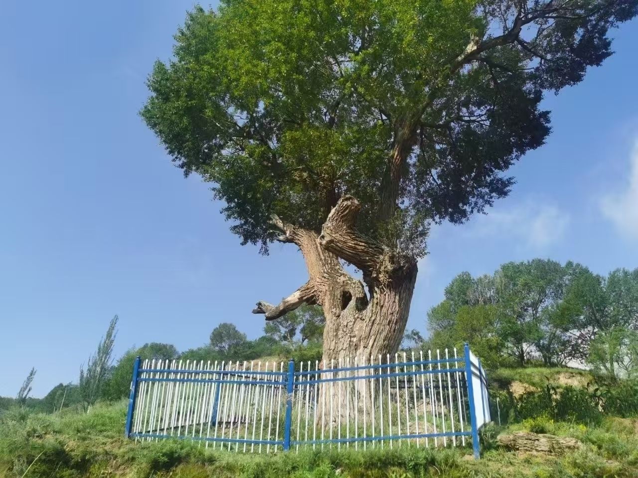 小叶杨
