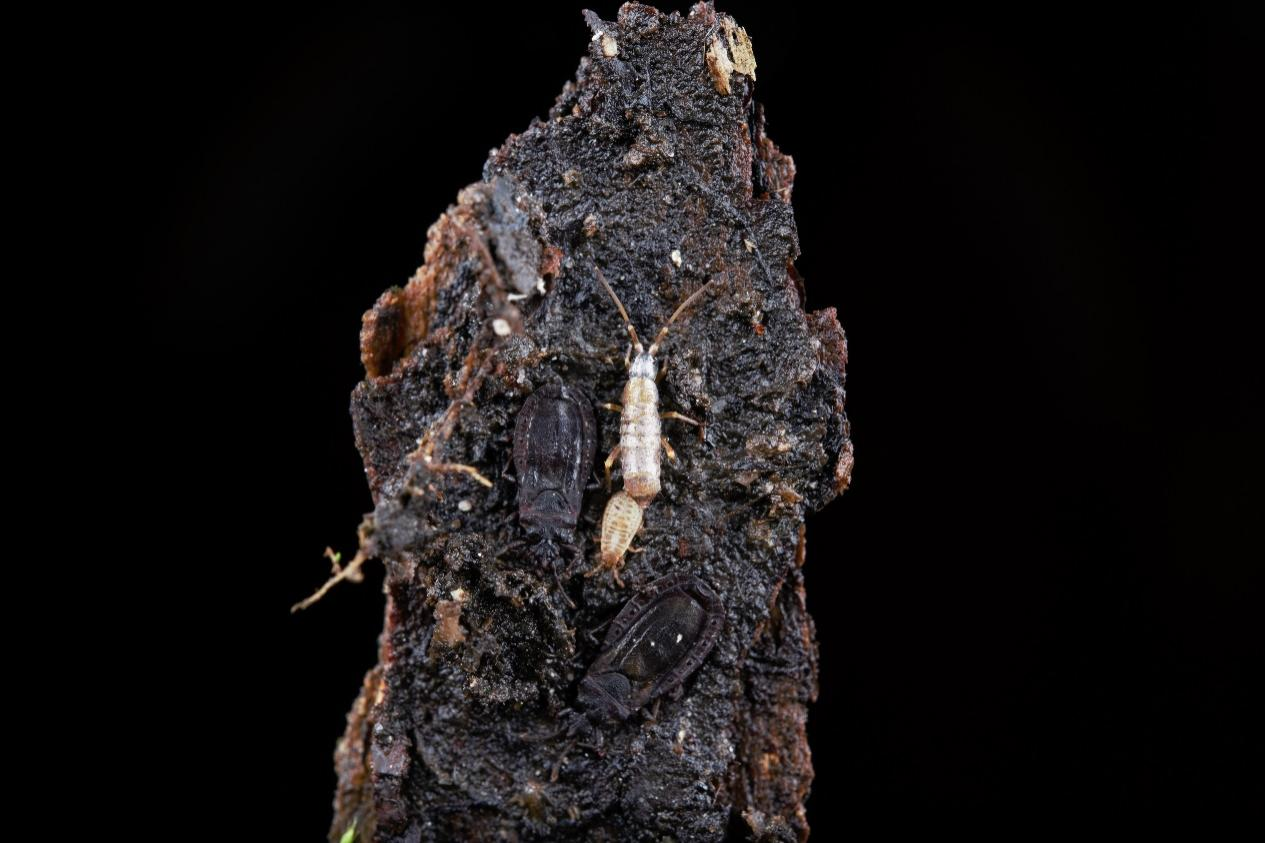 这片树皮上有一只跳虫Collembola sp.,一只扁蝽若虫和两只扁蝽。室内拍摄