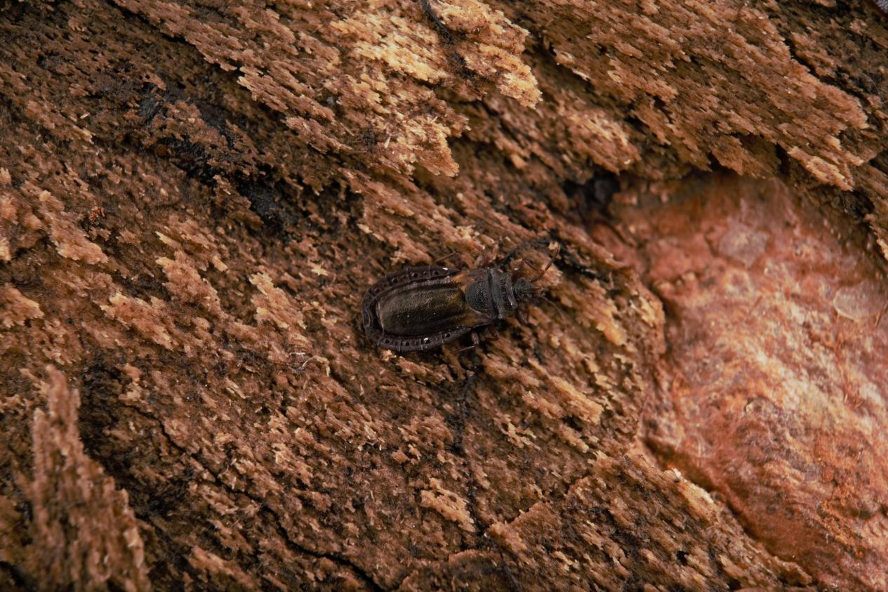 扁蝽Aradidae sp.