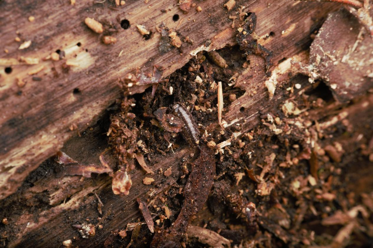 鼠妇Isopoda sp.