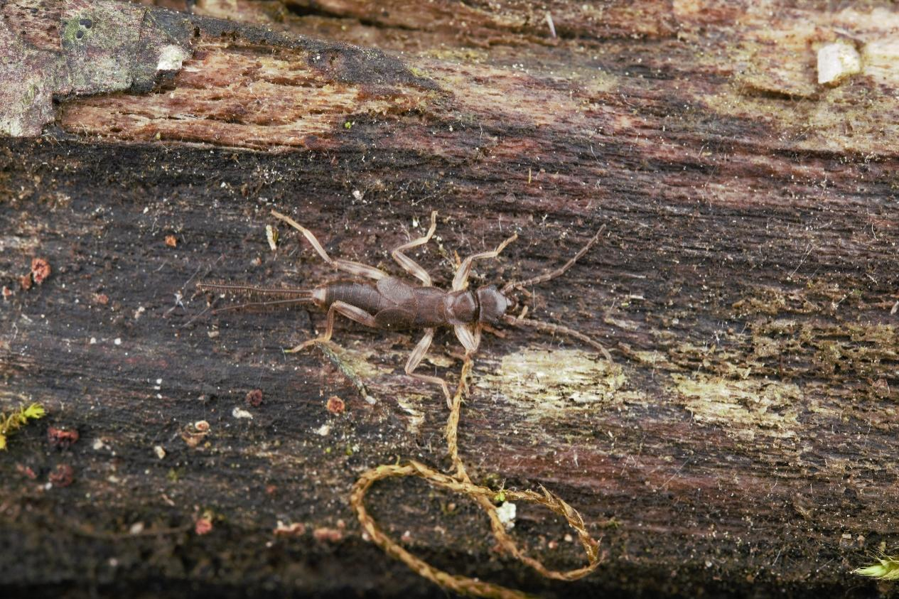丝尾螋Diplatyidae sp.若虫