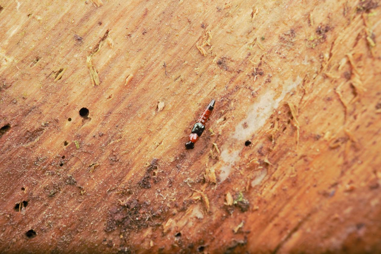 隐翅虫Staphylinidae sp.