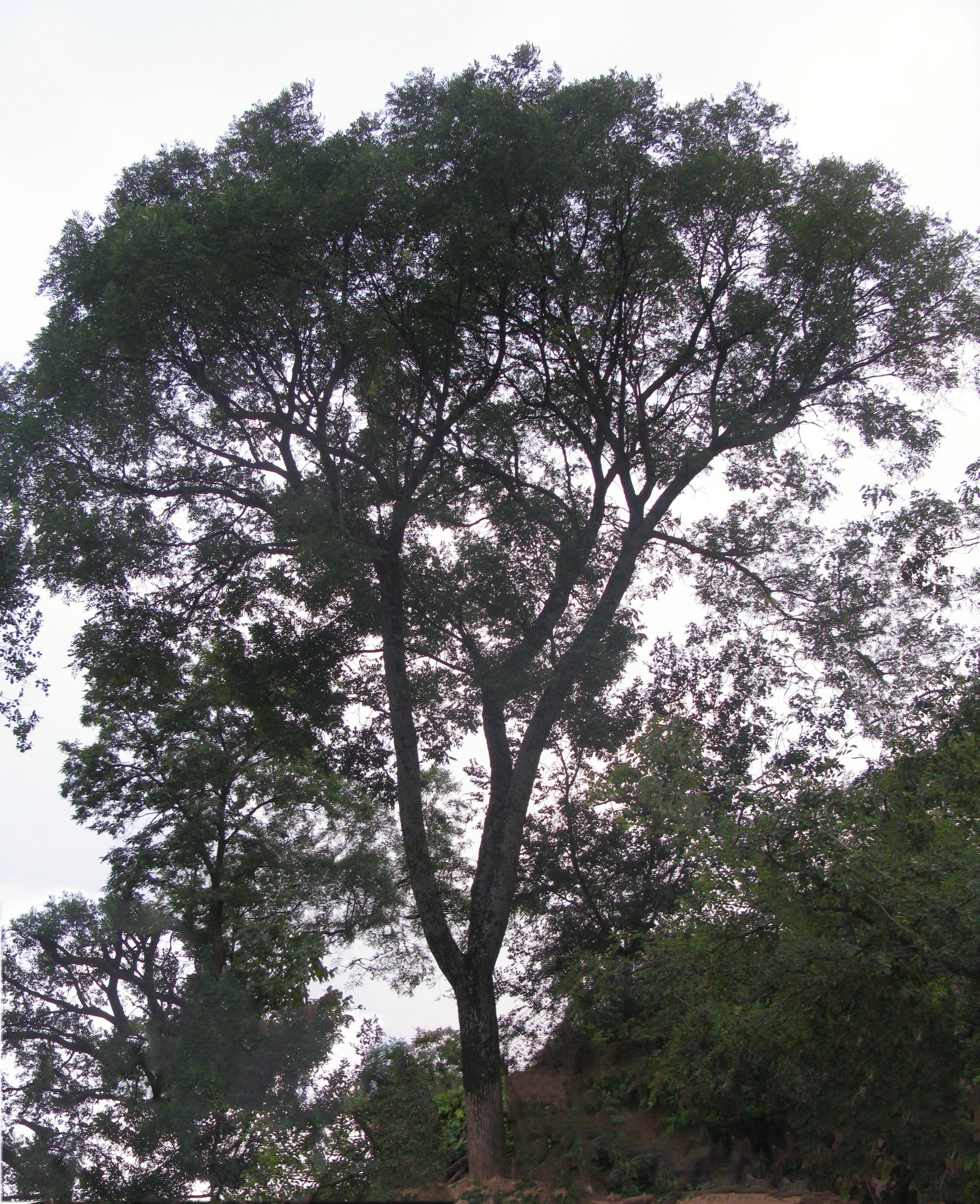 富县羊泉镇西里村国槐